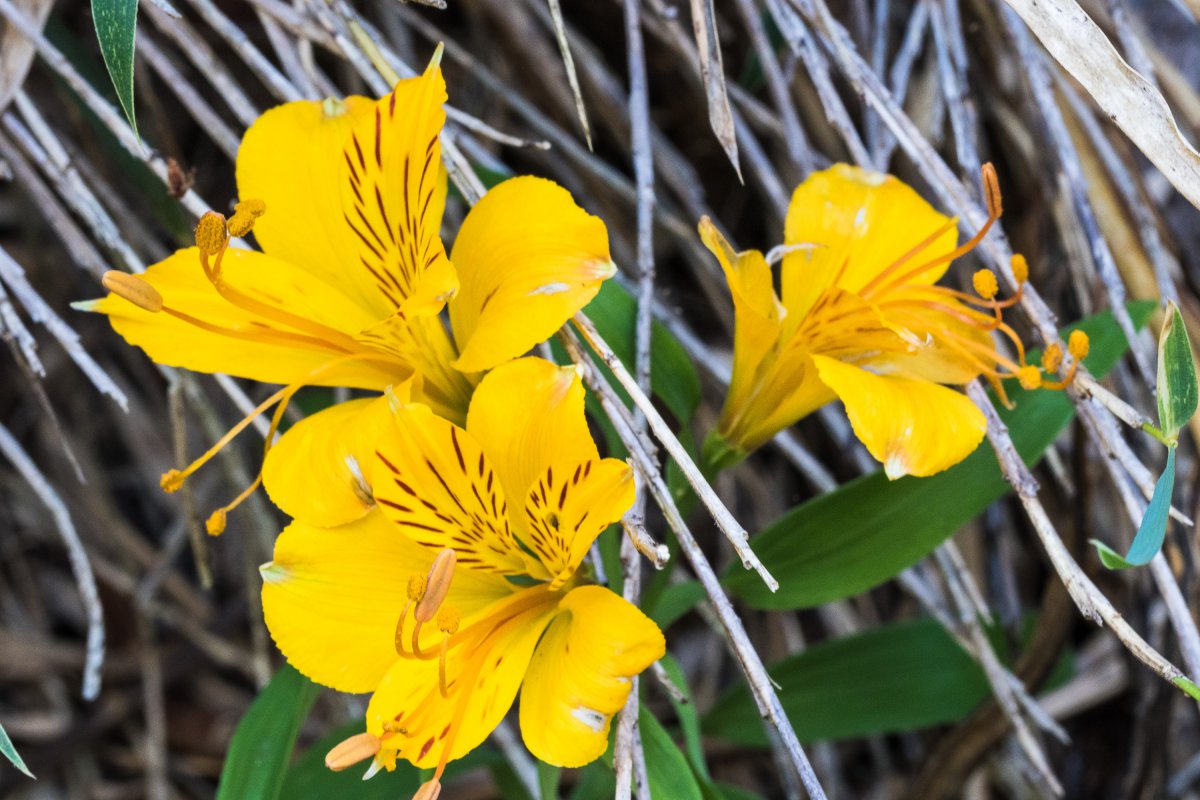 2019_03_29_alstomeria aurea.jpg