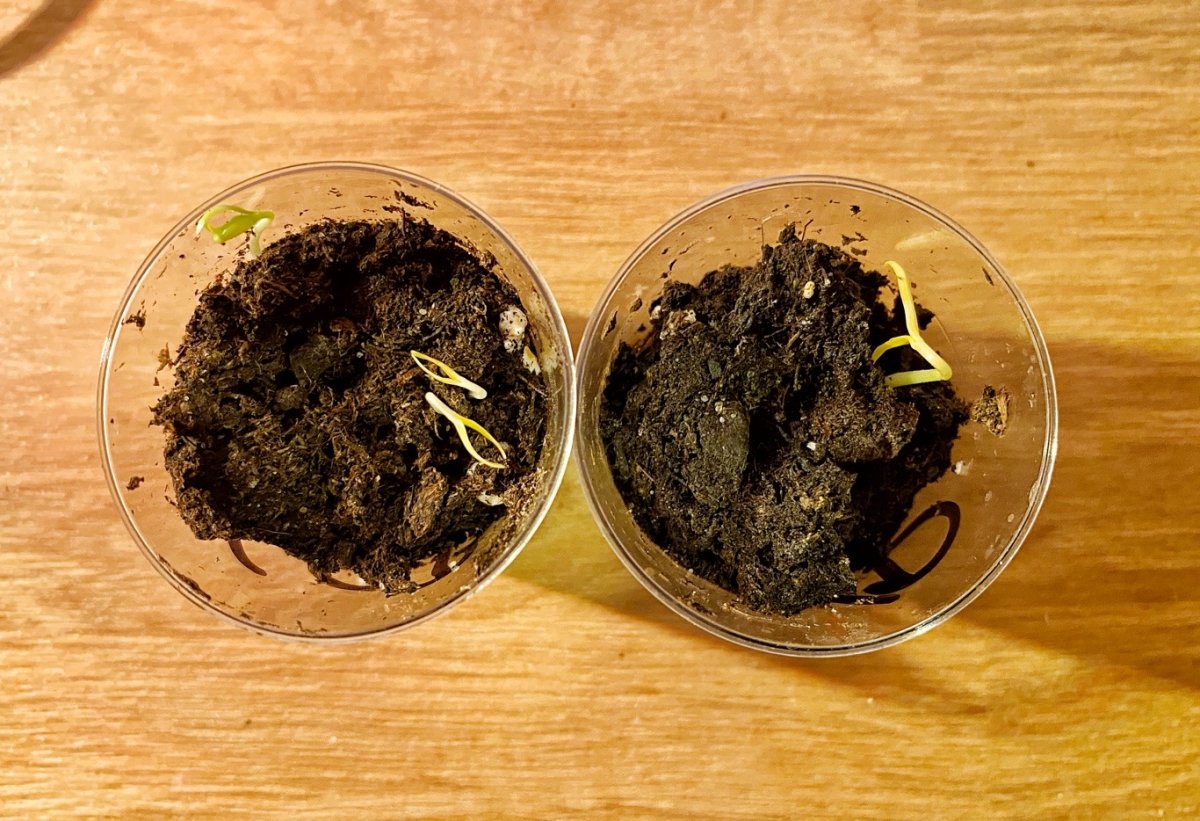 210225_Chilis