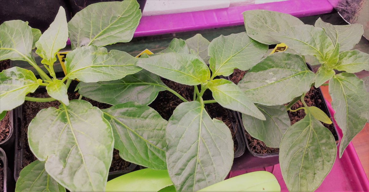 2x Aji Rojuco-1x Aji Chile