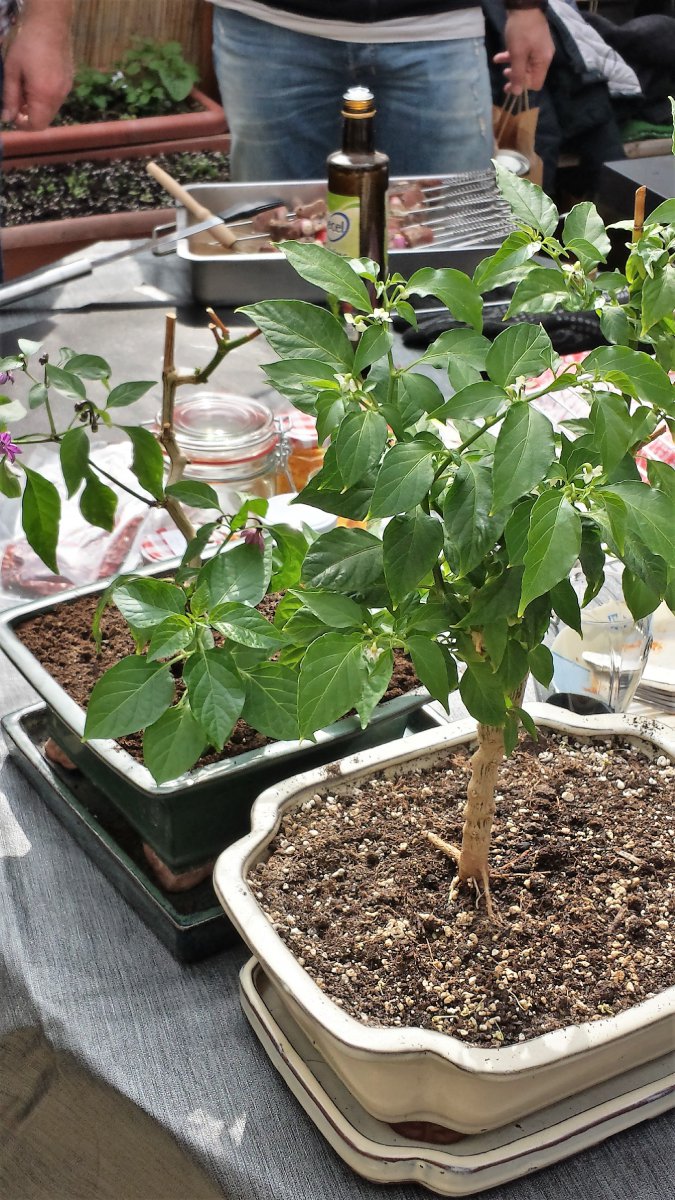 3. Oberhausener Chili-Basar, 06.04.2019
