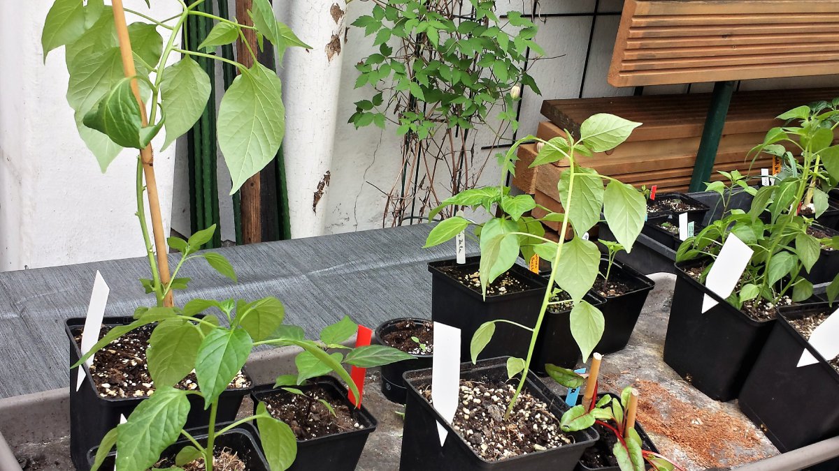 3. Oberhausener Chili-Basar, 06.04.2019