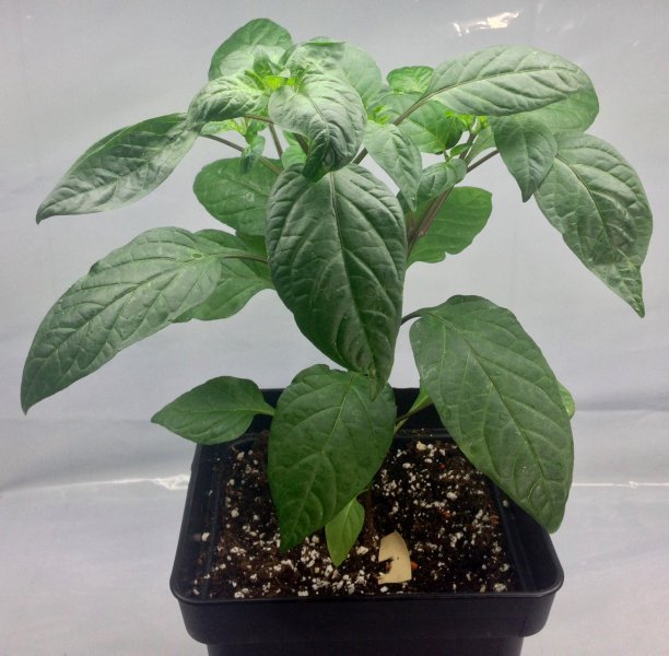 30_Supermarktchili_lang_rot_ms_2