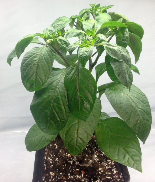 35_Supermarktchili_lang_rot_ms_3