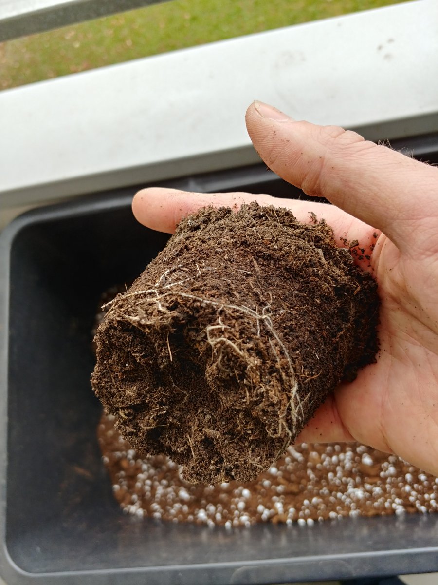 4.4. Joes Long Wurzelballen