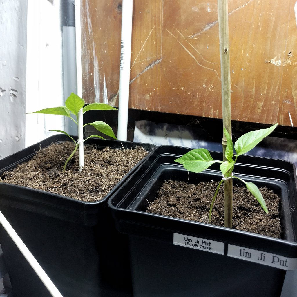 4 Wochen in 5l