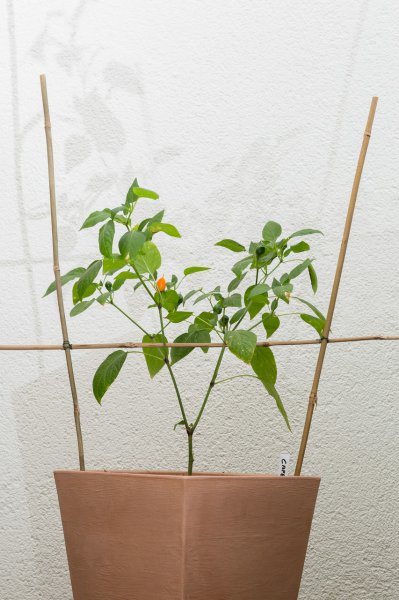 5D3_7993