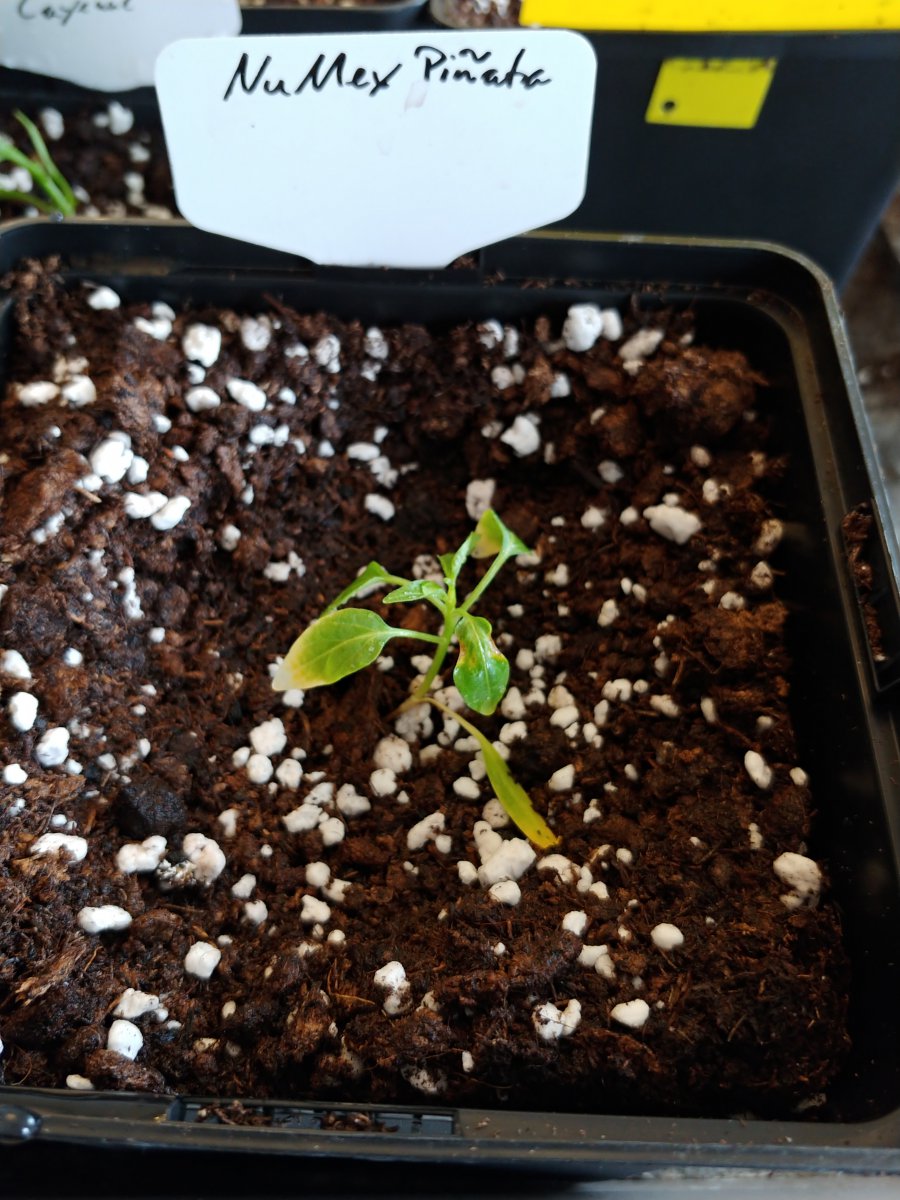 6.3. Sorgenkind NuMex Piñata