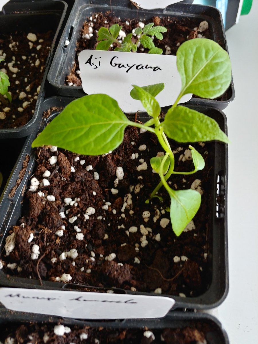 7.3. Abgabepflanzen Chilibasar