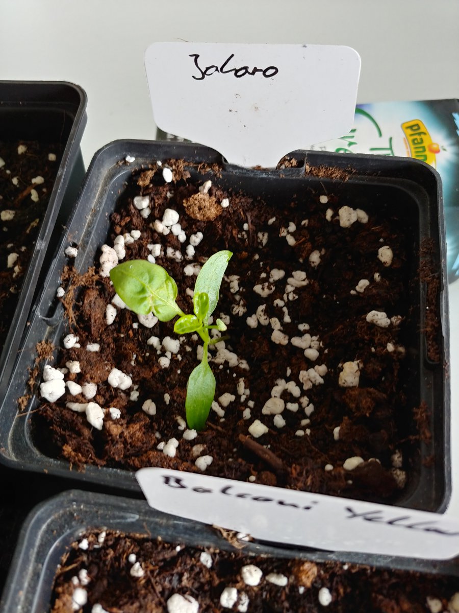 7.3. Abgabepflanzen Chilibasar