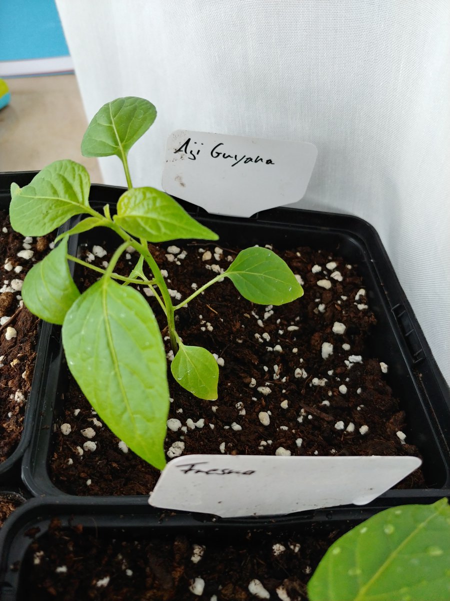 7.3. Abgabepflanzen Chilibasar