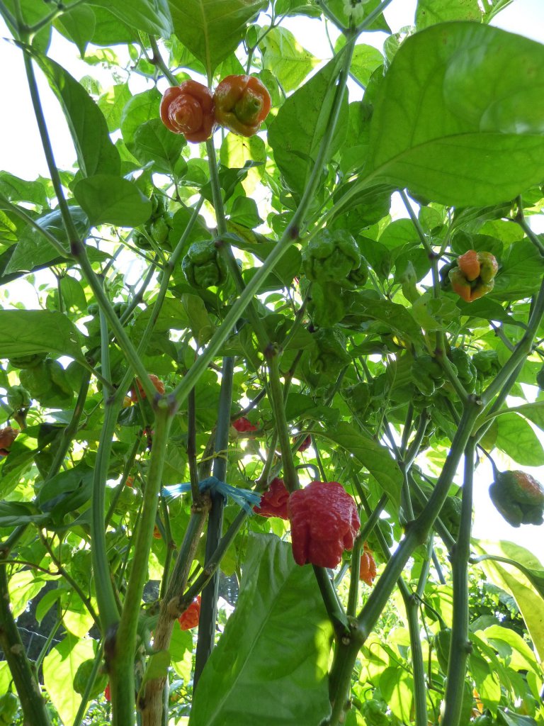 7 Pot Brain Strain Red 2