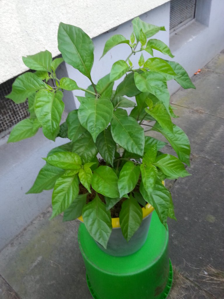 7 Pot Bubblegum
