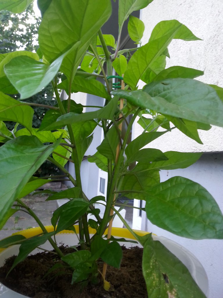 7 Pot Bubblegum