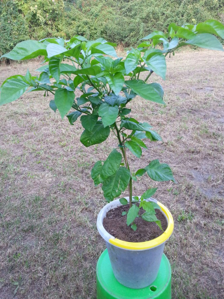 7 Pot Bubblegum