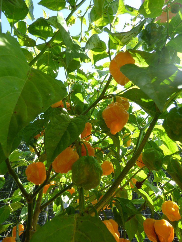 7 Pot Jonah Yellow 1
