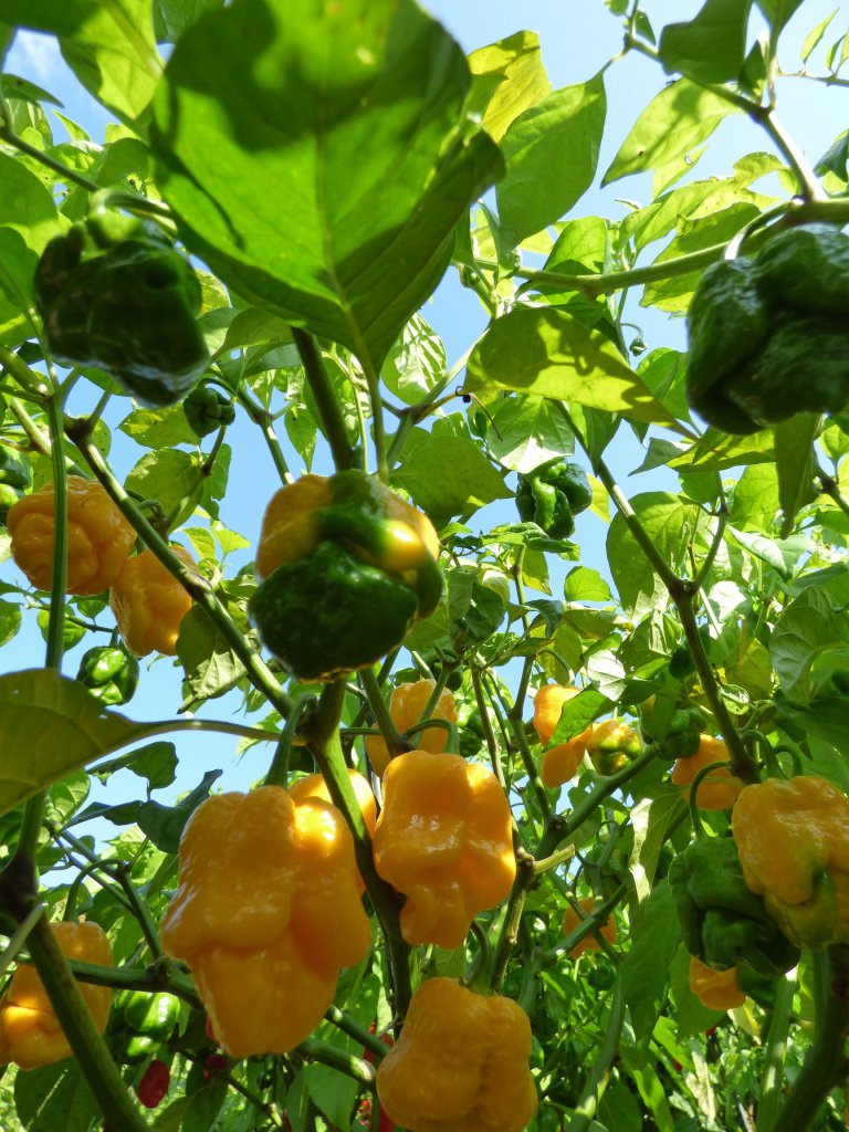 7 Pot Nebru 2