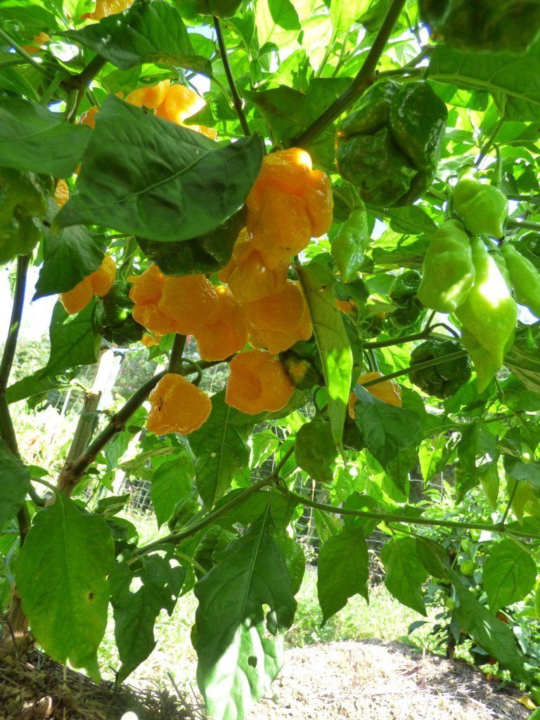 7 Pot Orange Yellow