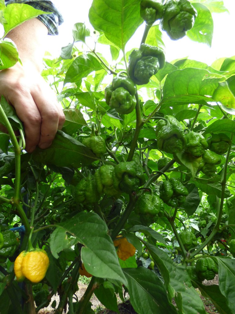 7 Pot Yellow 1