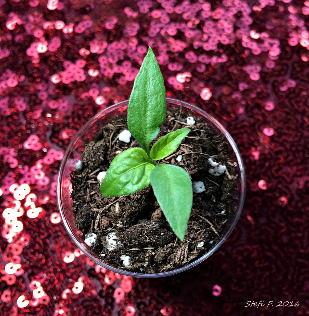 7Pot Bubblegum Choc.
