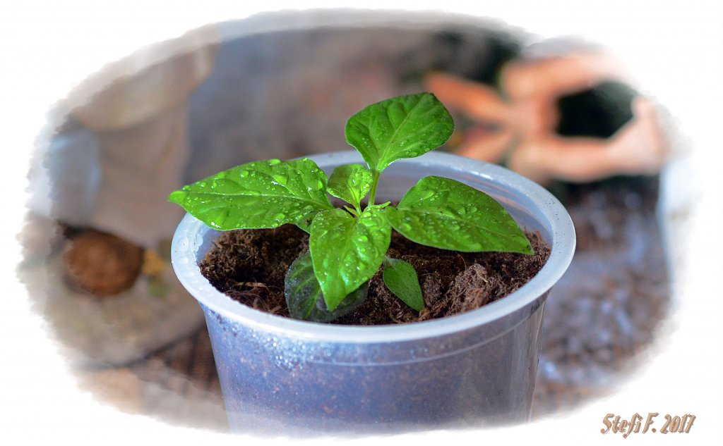 7Pot Bubblegum Chocolate
