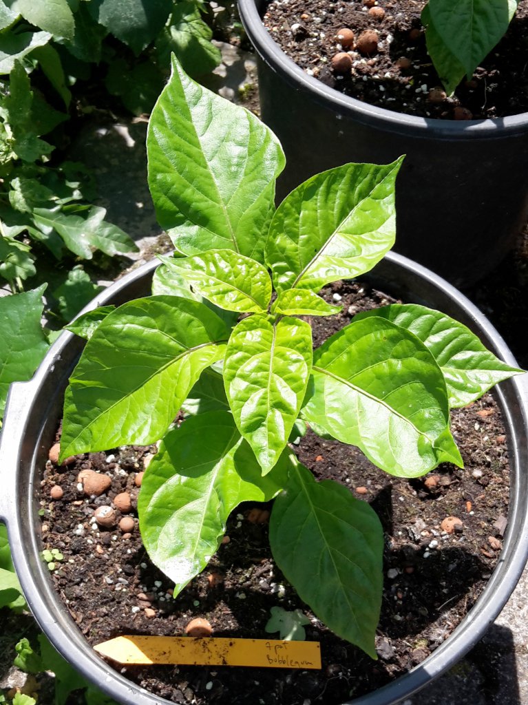 7pot Bubblegum