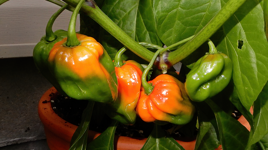 7Pot Burgundy
