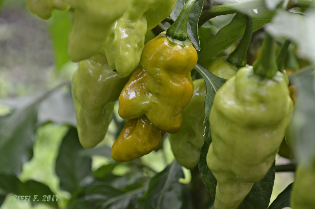 7Pot Maxwell Mustard
