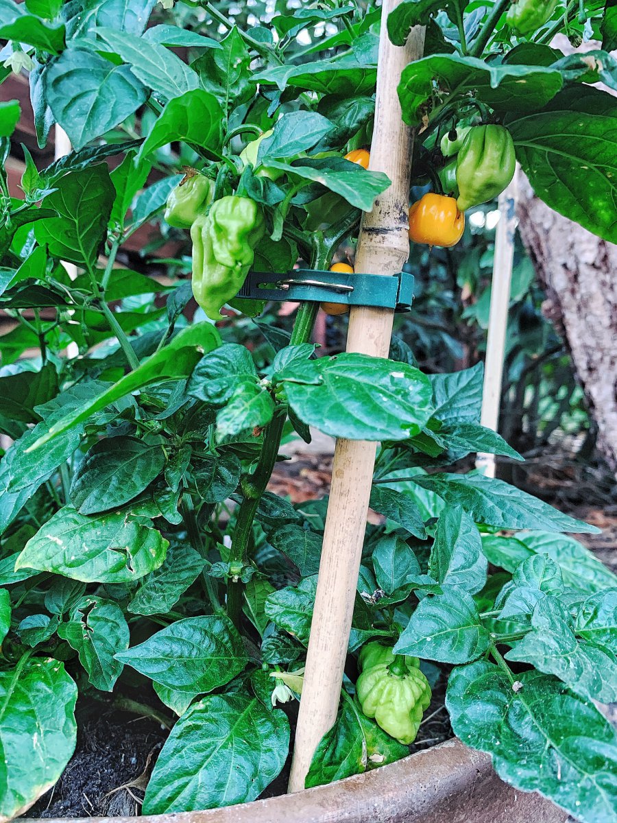 7Pot White x BYM