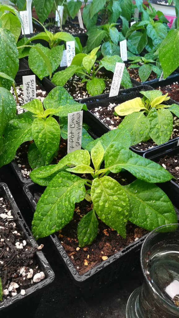 7Pot
