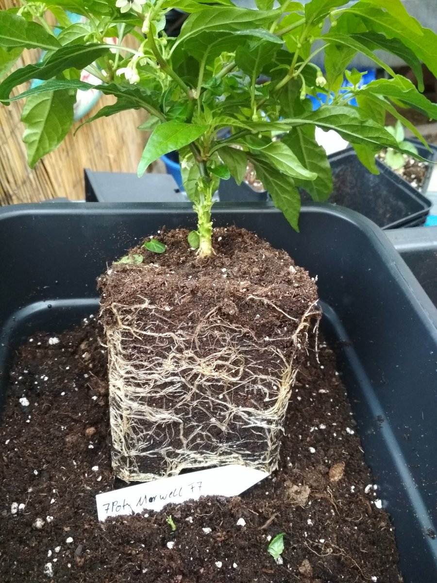 7Pot__Maxwell_A1.jpg