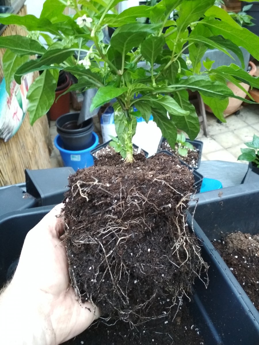 7Pot__Maxwell_A2.jpg