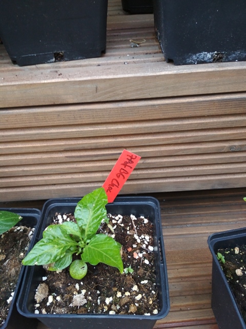 7Pot_Bubblegum_Chocolate.jpg