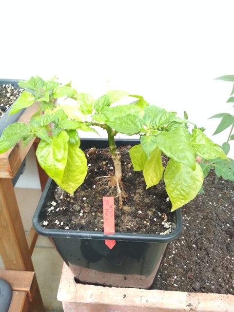 7Pot_Bubblegum_White.jpg