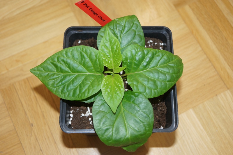 7Pot_CC_1_Oben