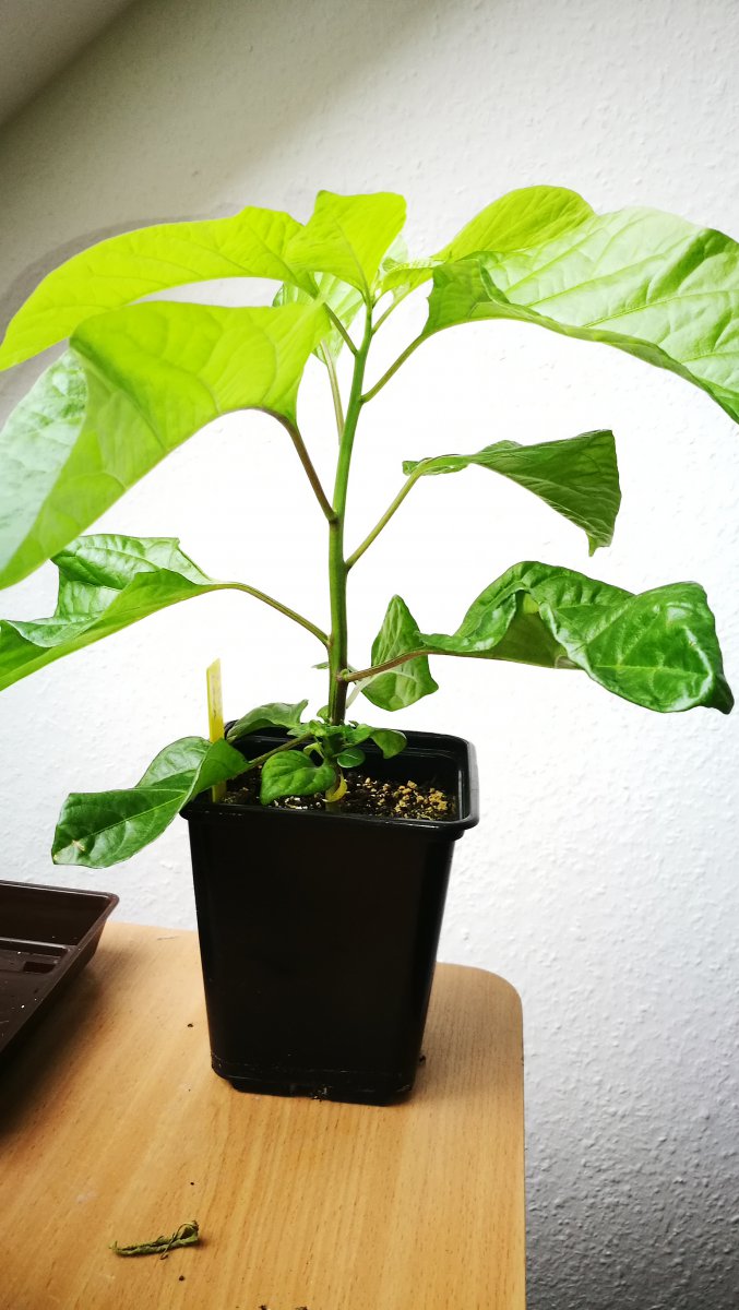 7pot_lava_chocol.jpg