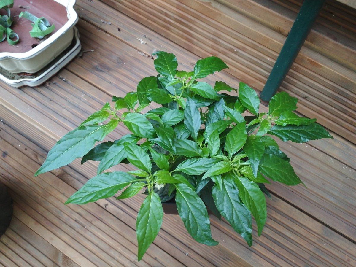 7Pot_Maxwell_F7b.jpg