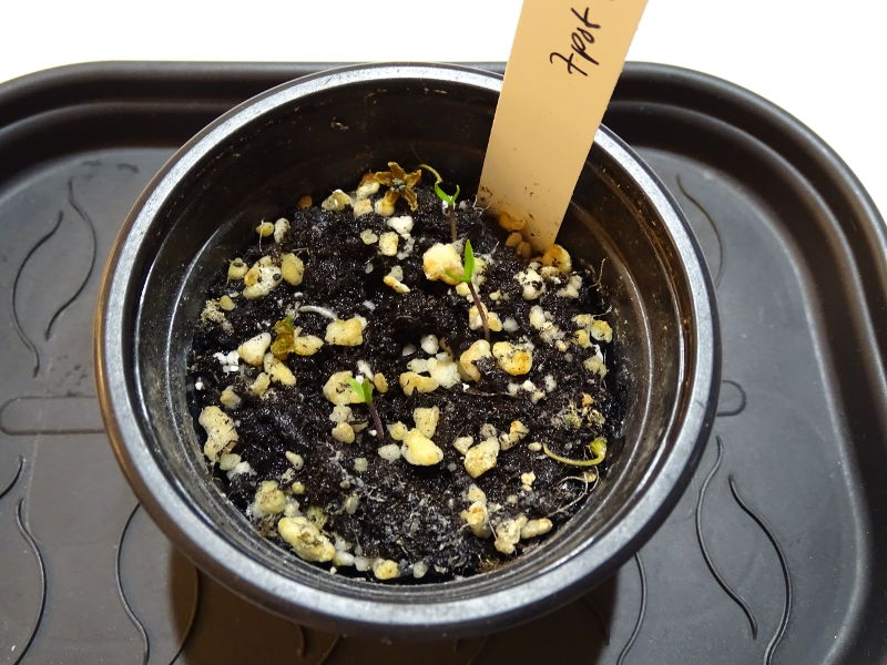 7pot_Red_Thunder_20170929