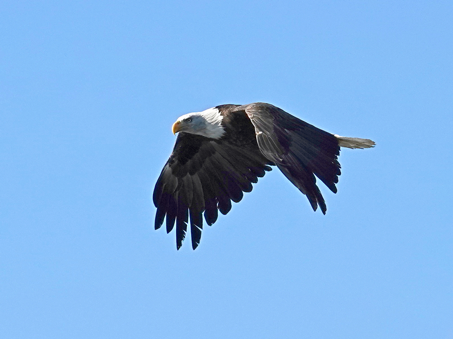Adlerflug