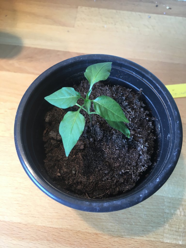 Aji Amarillo