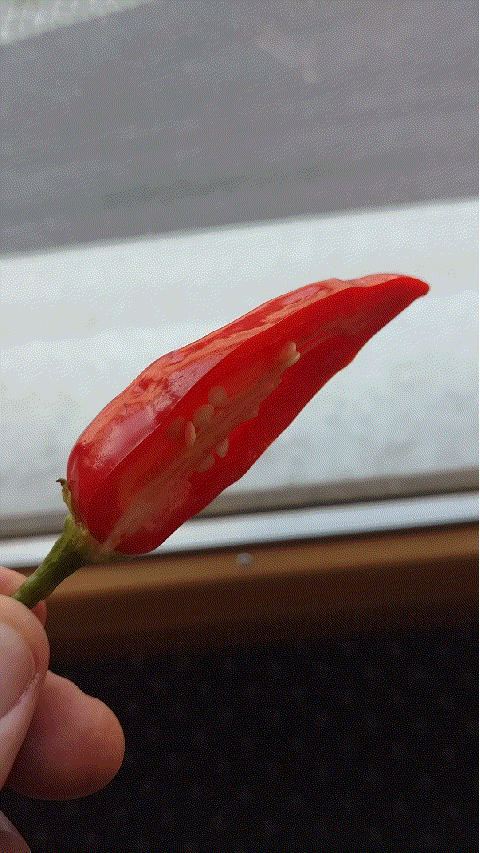 Aji Blanco Cristal