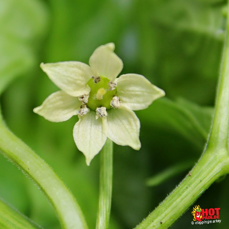 Aji-cachucha_flower