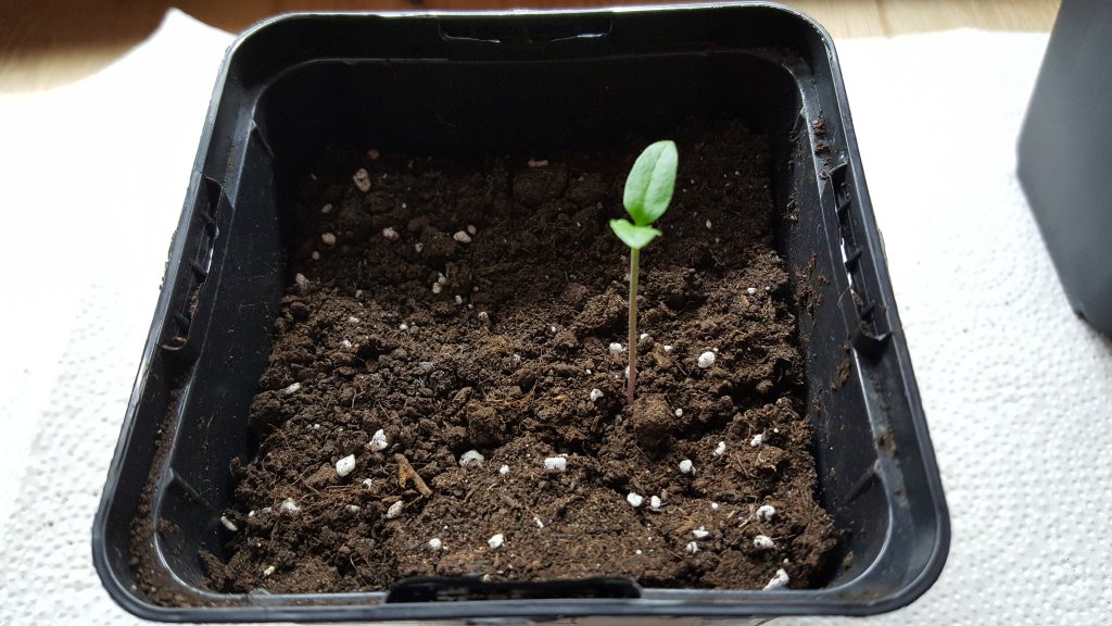 Aji Cirel
