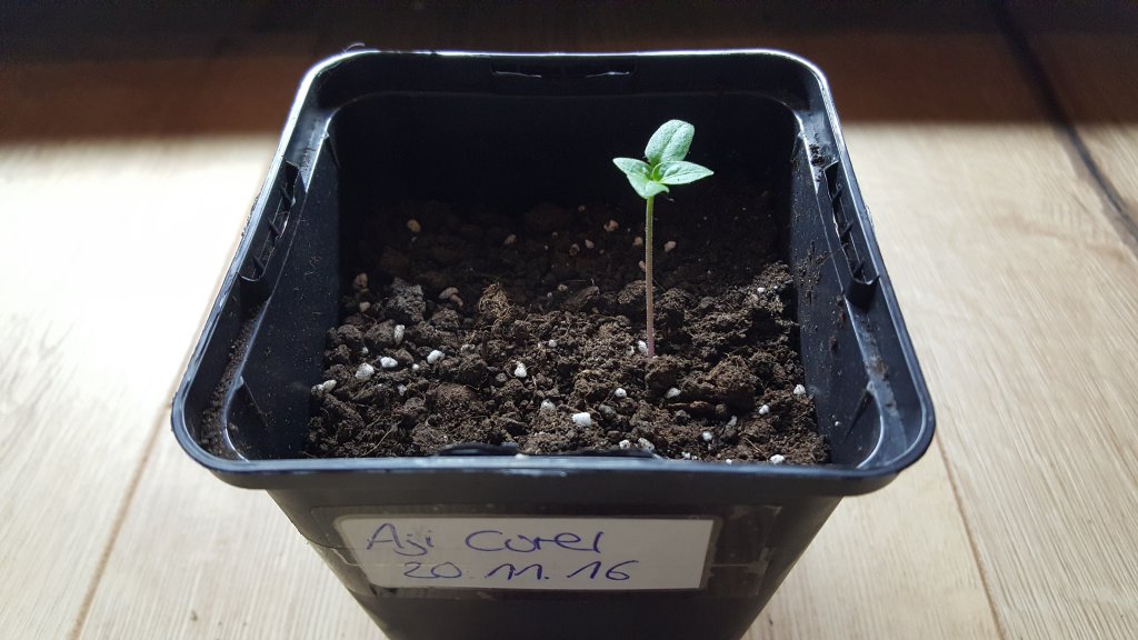 Aji Cirel