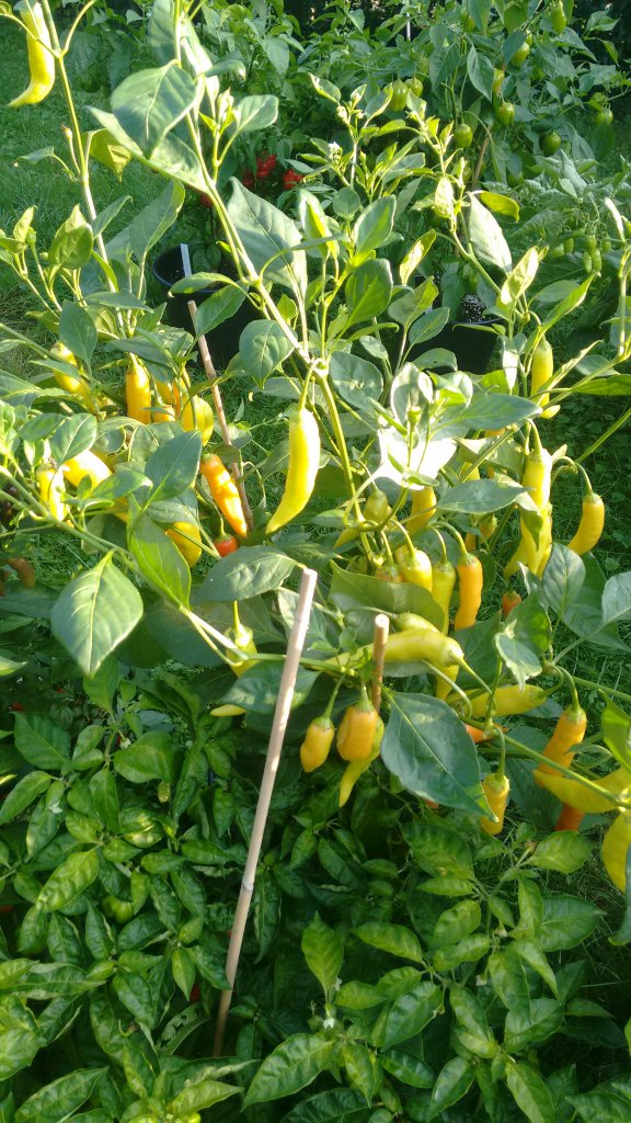 Aji Crystal