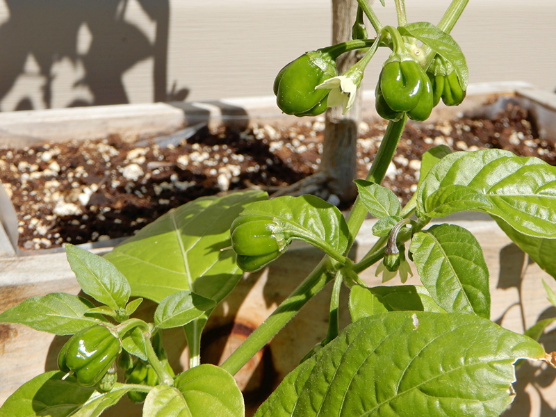Aji Dulce Rojo