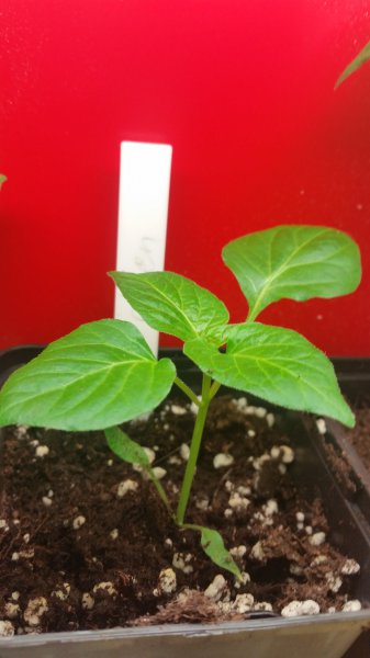 AJI G20160228_160006