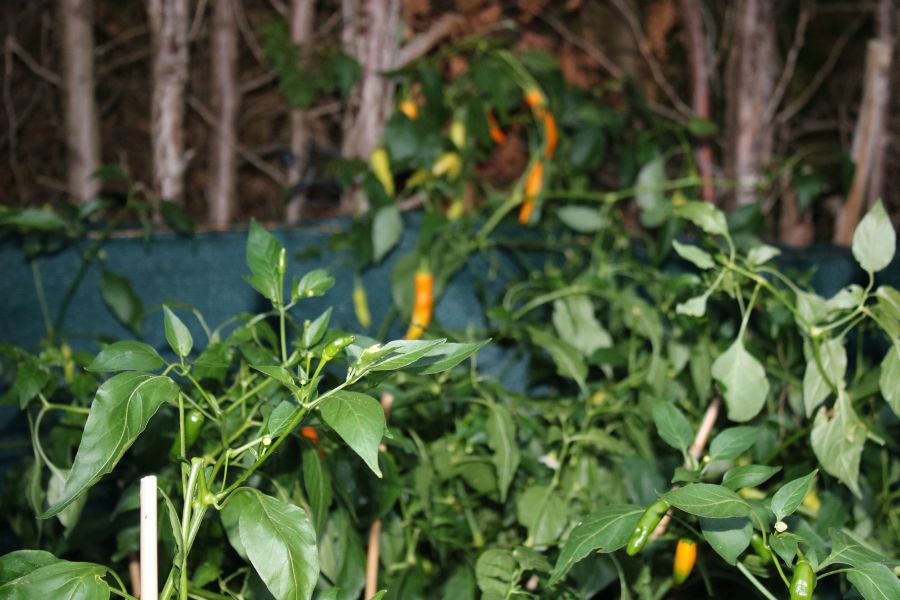 Aji Golden