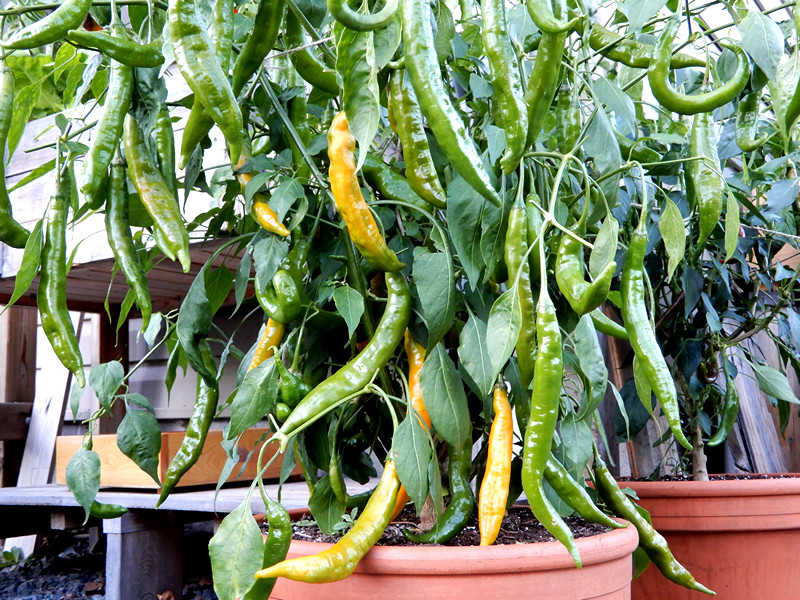 Aji Guyana