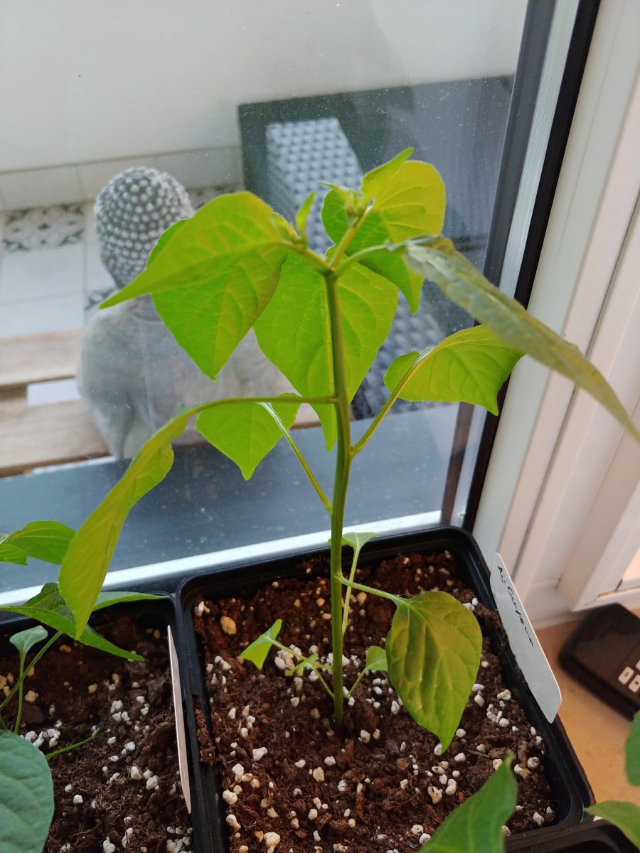 Aji Guyana