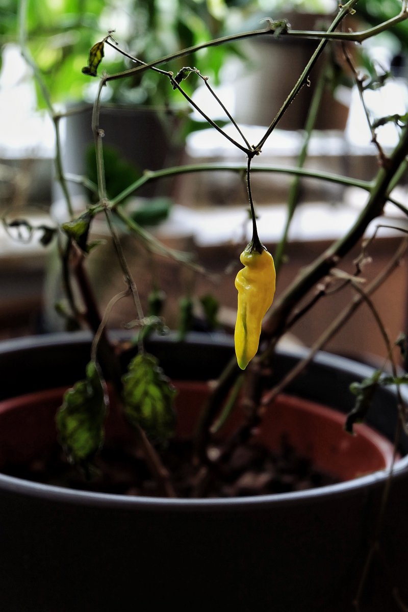 Aji Jaguar F3
